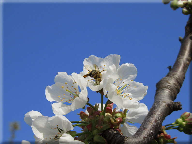 foto Paesaggi Collinari in Primavera